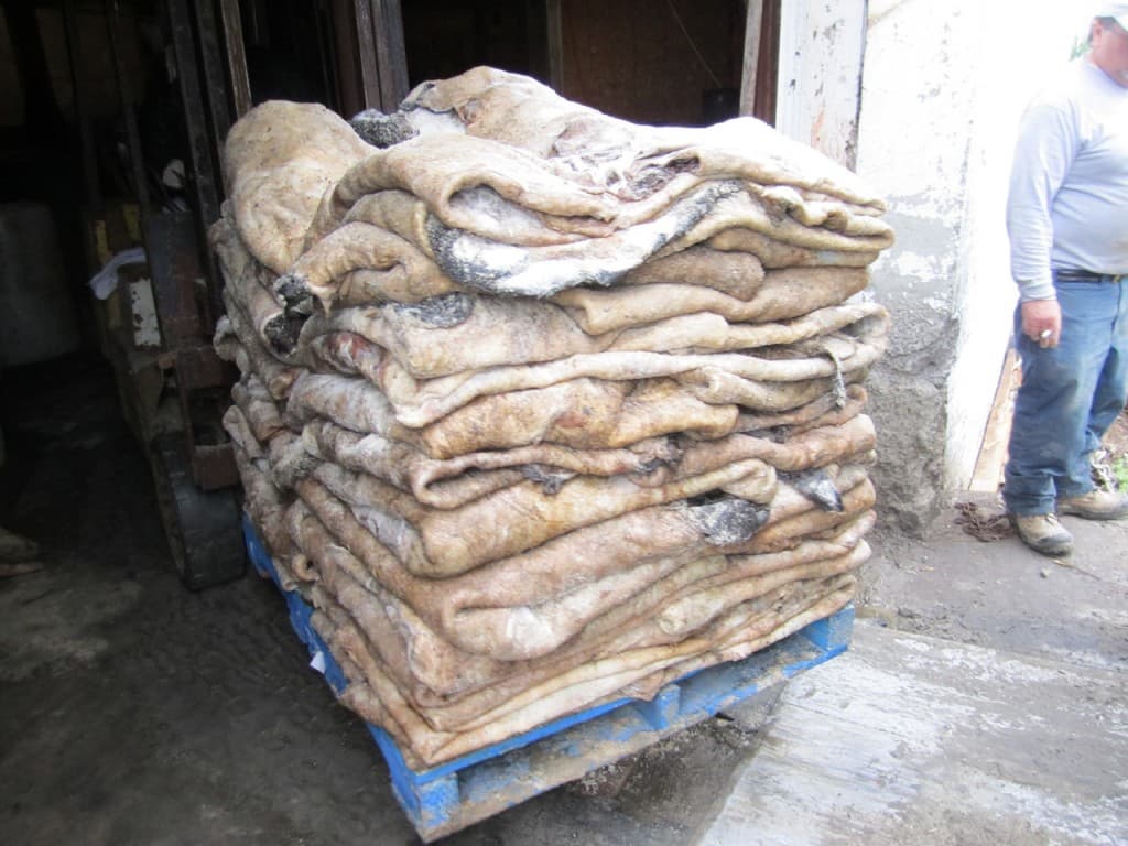 Dry And Wet Salted Donkey_Wet Salted Cow Hides _Cow Head Skin